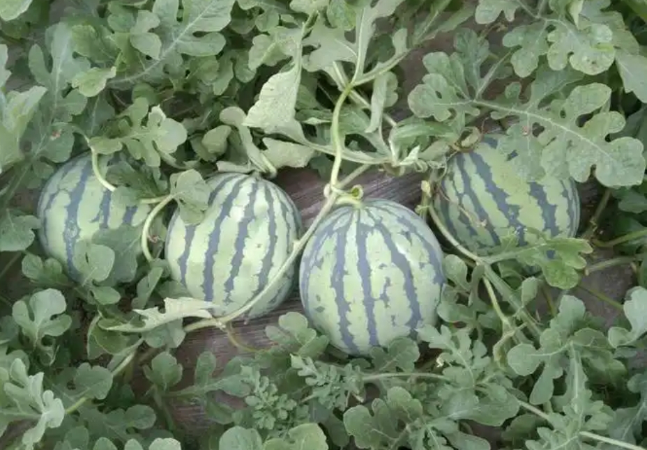 微信截图_20250331145651.png